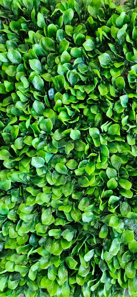 Follaje Hoja Millonaria  1m x 1M