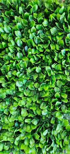 Follaje Hoja Millonaria  1m x 1M